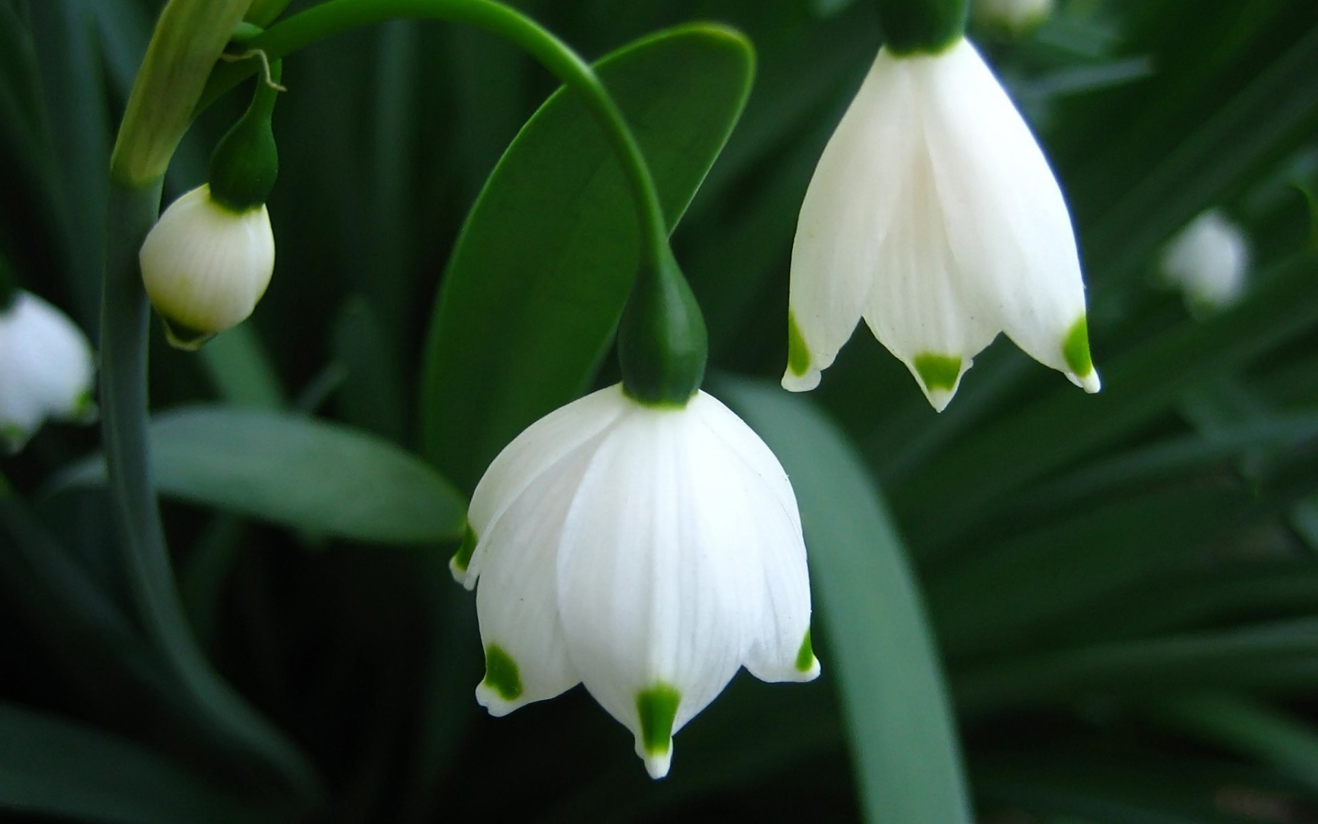 小花仙水仙花图片