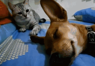 猫打狗的表情包动态图片