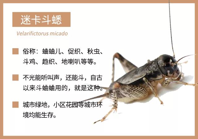 下面介绍几种比较常见的鸣虫,方便大家识别和饲养:有一些种类的蟋蟀