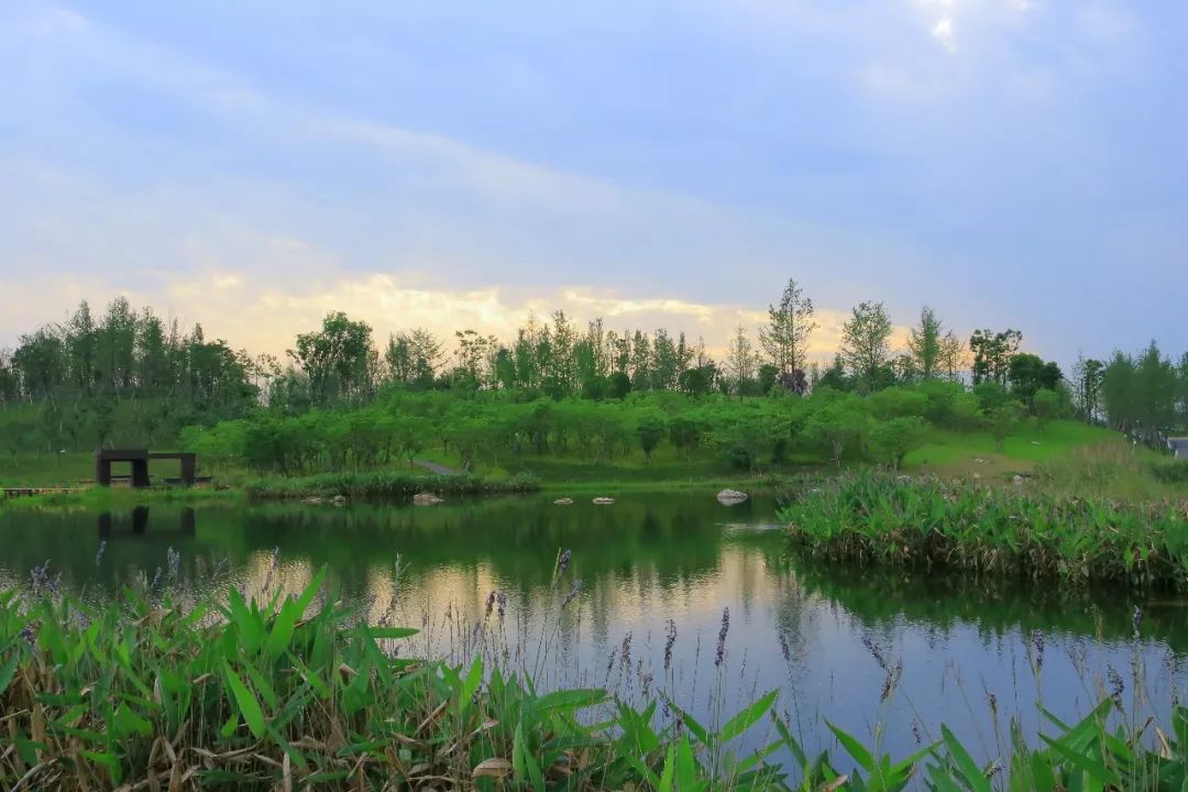 天府公園7作者:王偉紅星路南延線科學城《麓溪心靈綠地》興隆湖興隆湖