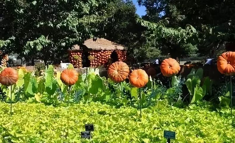 ▽日本·南瓜森林---日本江永崎農業公園▽美國·黑莓牧場▽德國