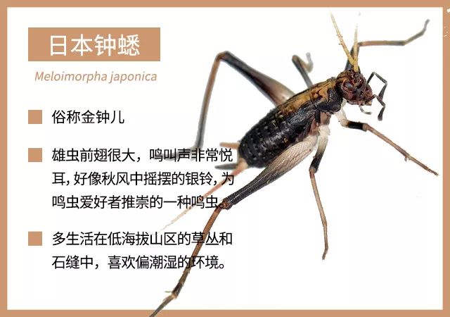 下面介绍几种比较常见的鸣虫,方便大家识别和饲养:有一些种类的蟋蟀