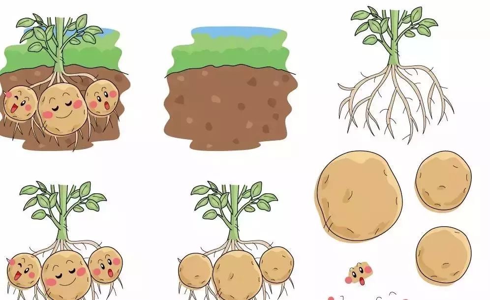 土豆的发芽生长过程图片