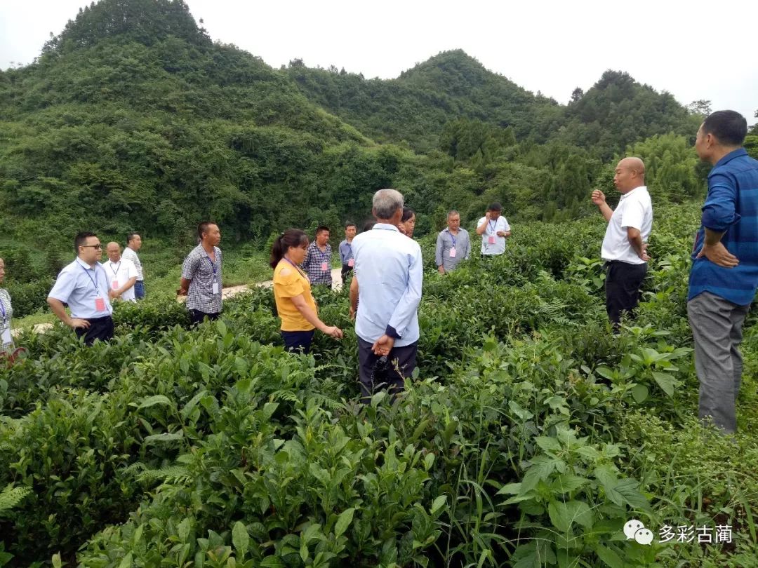 古蔺丹桂这个地方在茶林里养鸡,实现双重经济收益!