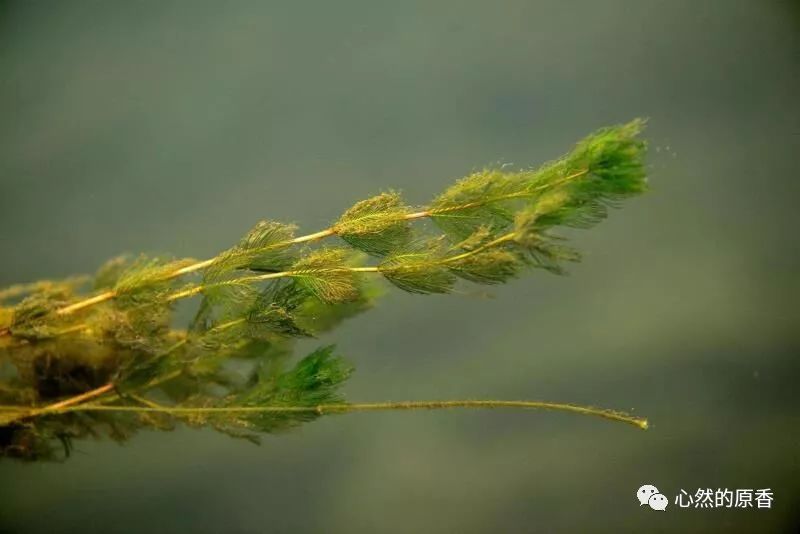 扁担草水号子灯笼泡和牛尾巴草