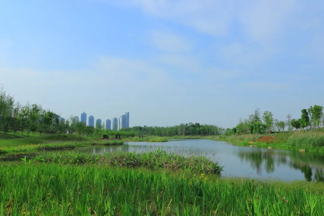 王偉紅星路南延線科學城《麓溪心靈綠地》興隆湖興隆湖8作者:妮妮天府