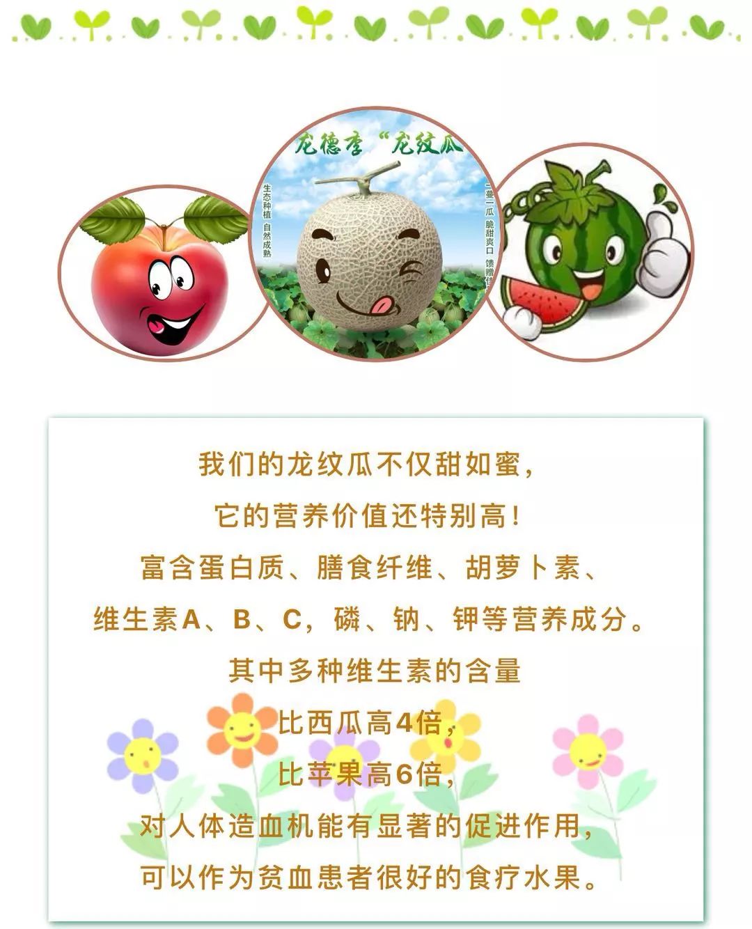 龙纹瓜简介图片