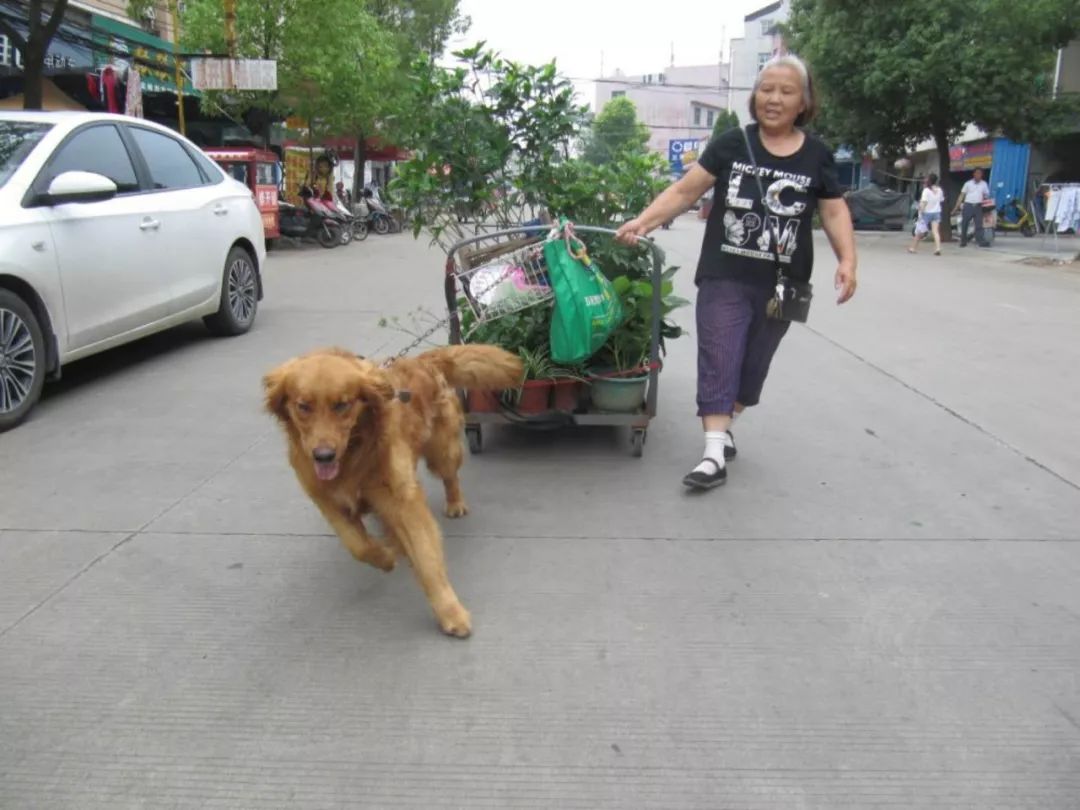 快來看孝感城區街頭驚現狗拉車背後竟還有一段故事