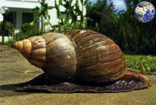最大的蜗牛恐怖图片