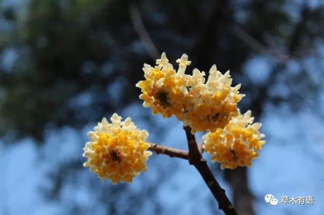 化香树冬季图片图片