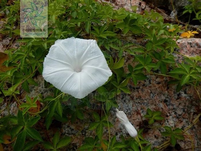 的五爪金龙各种颜色的牵牛(图源:ppbc中国植物图像库)叶子有很大的不