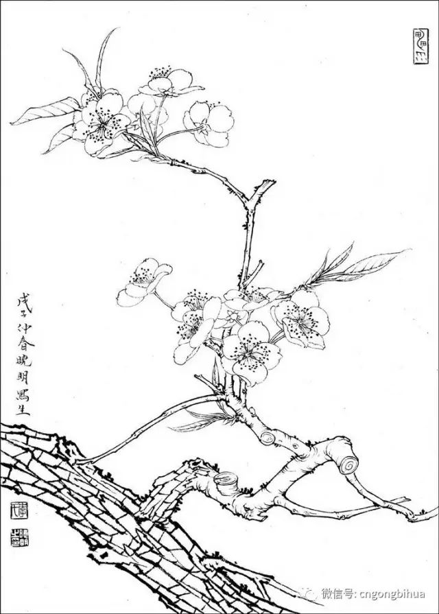 工筆素材丨李曉明工筆花鳥白描喜歡快收藏