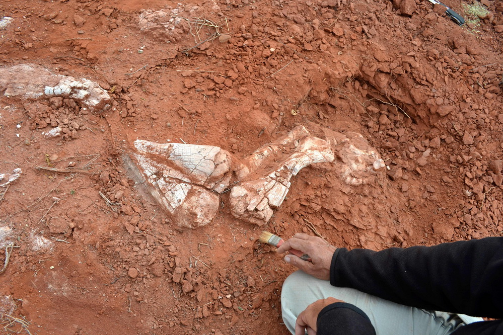 阿根廷出土2亿年前巨型恐龙遗骸