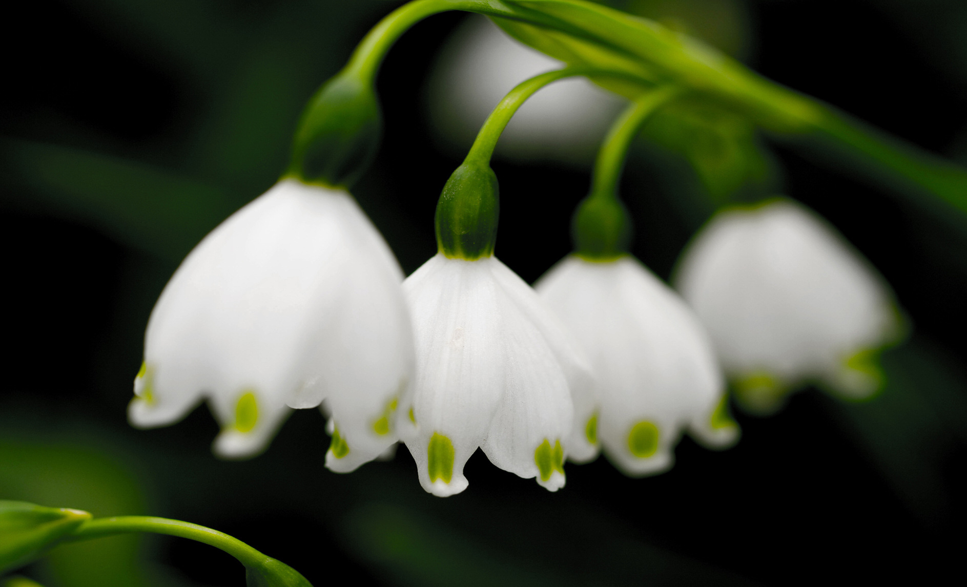 小花仙水仙花图片