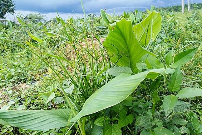 廣西貴港莪術迎來了發展機遇