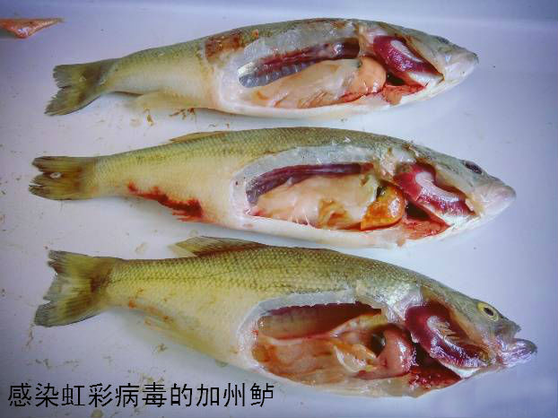 石斑鱼虹彩病毒图片