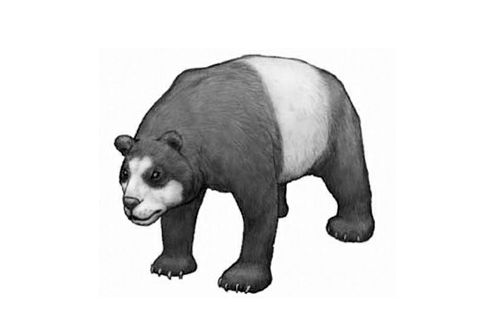 北极熊的祖先图片