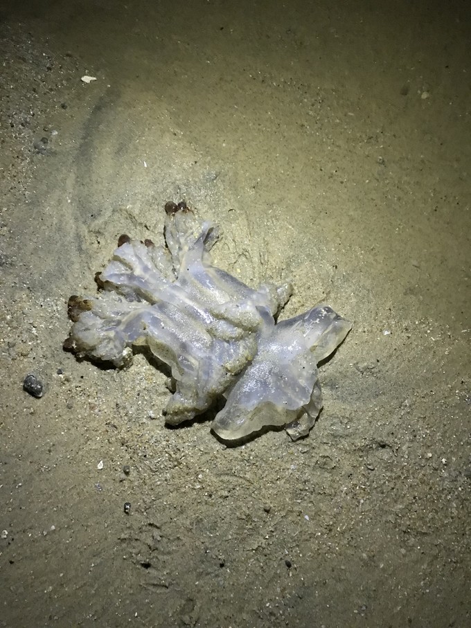 不知道究竟是海葵还是海蜇的物种,大概是死了被海浪冲到了岸边