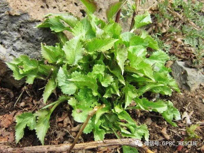 户外知识中国常见野菜及其食用106山生菜