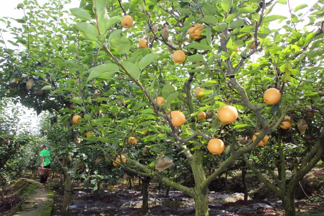 梨子树生长环境图片