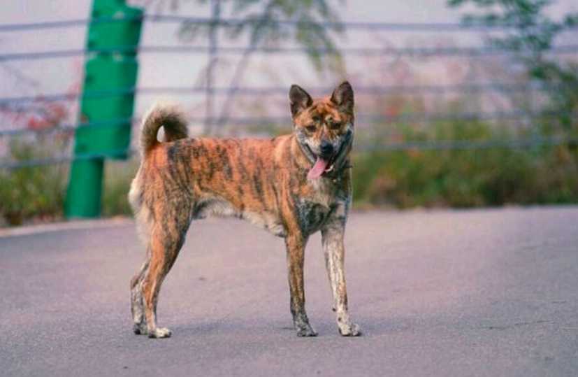 斑锦彪猎犬图片