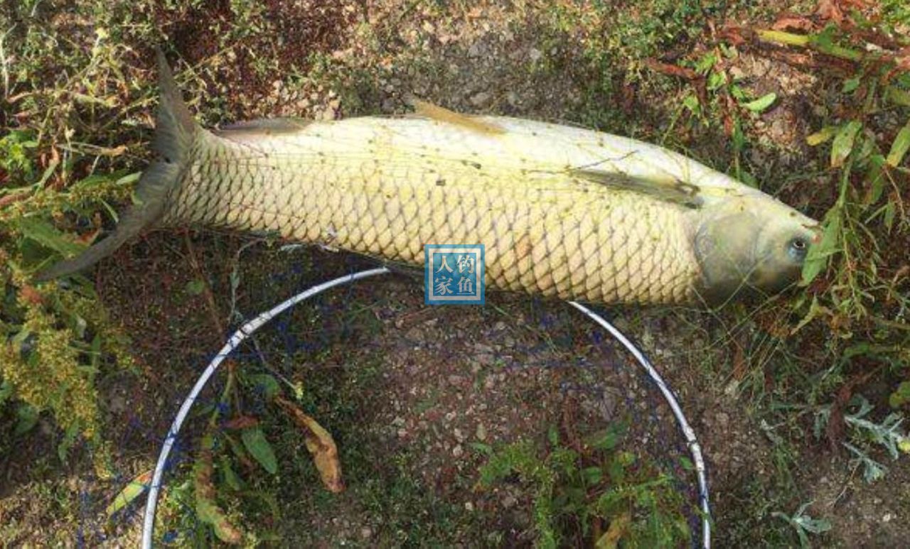 大山野河,淺水岸邊谷麥釣魚,收穫野生斤鯽魚和一條6斤的大草魚