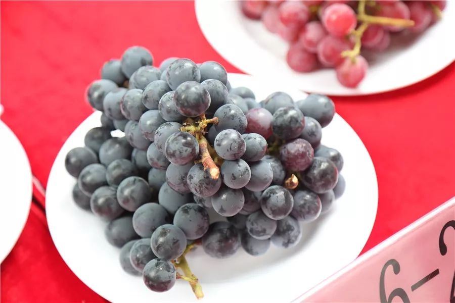 栽培技术领跑全国马陆50个早熟葡萄品种亮相香型葡萄将成未来主导