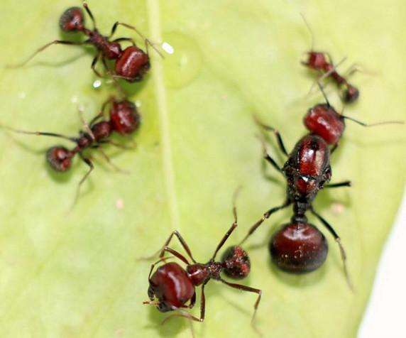 食人蚂蚁被人当成宠物饲养这几种宠物蚁最便宜的也要5000元