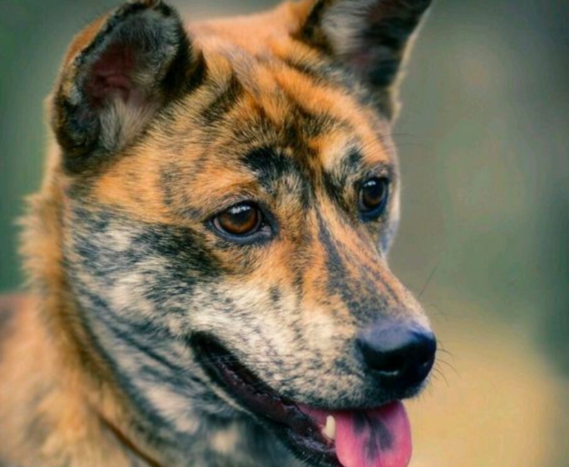 中华稀有好猎犬农村被发现斑锦彪十大名猎犬之一