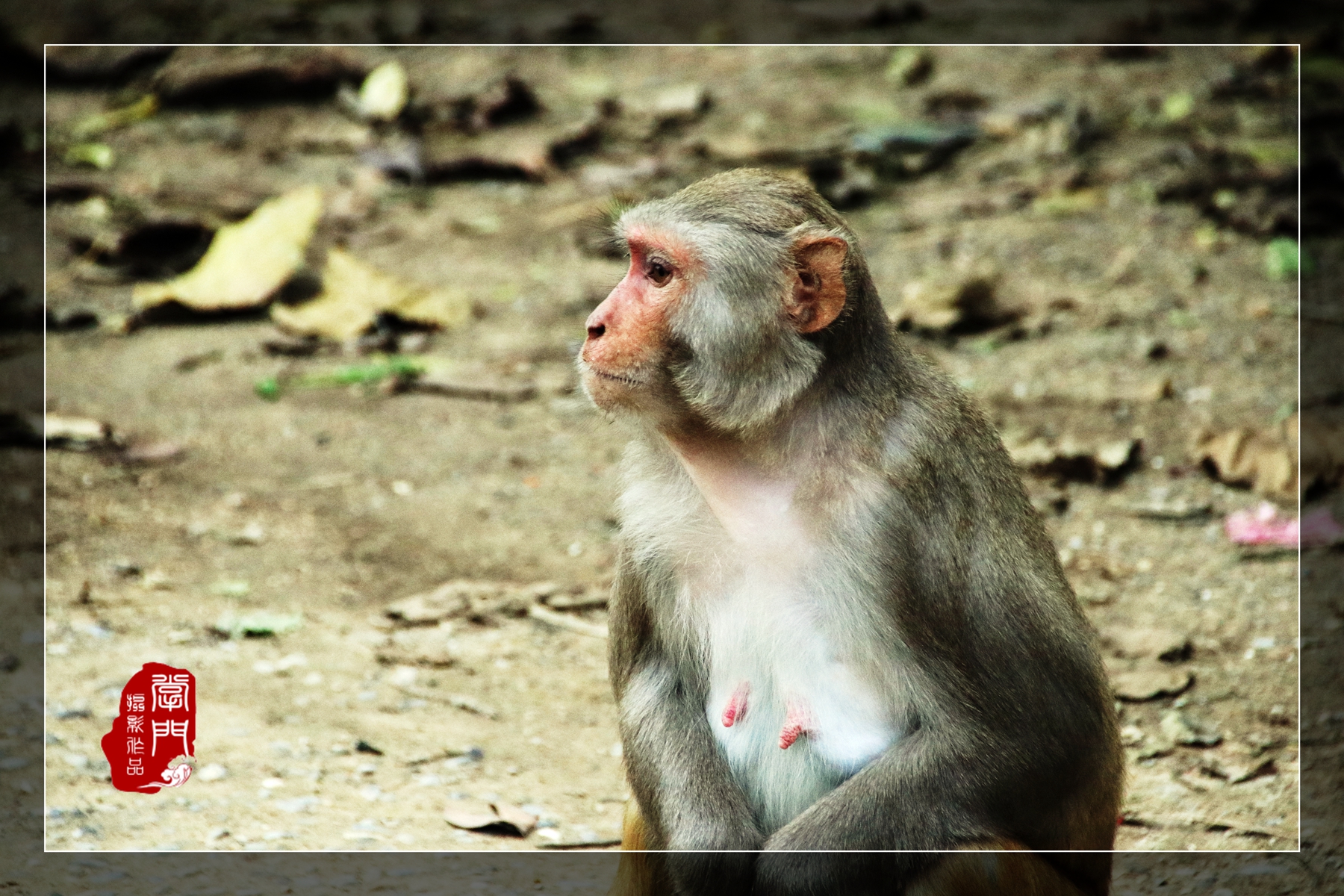 佛祖家的猴子,最后一只在冥想打坐【尼泊尔】