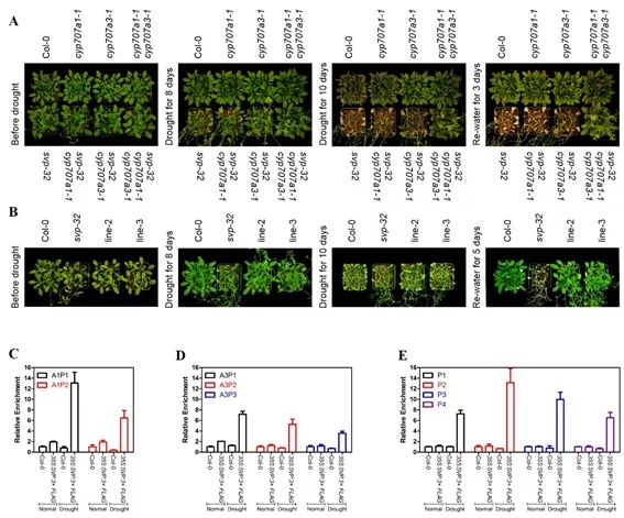 植物逆境中心朱健康研究組發現aba代謝調控的新機制