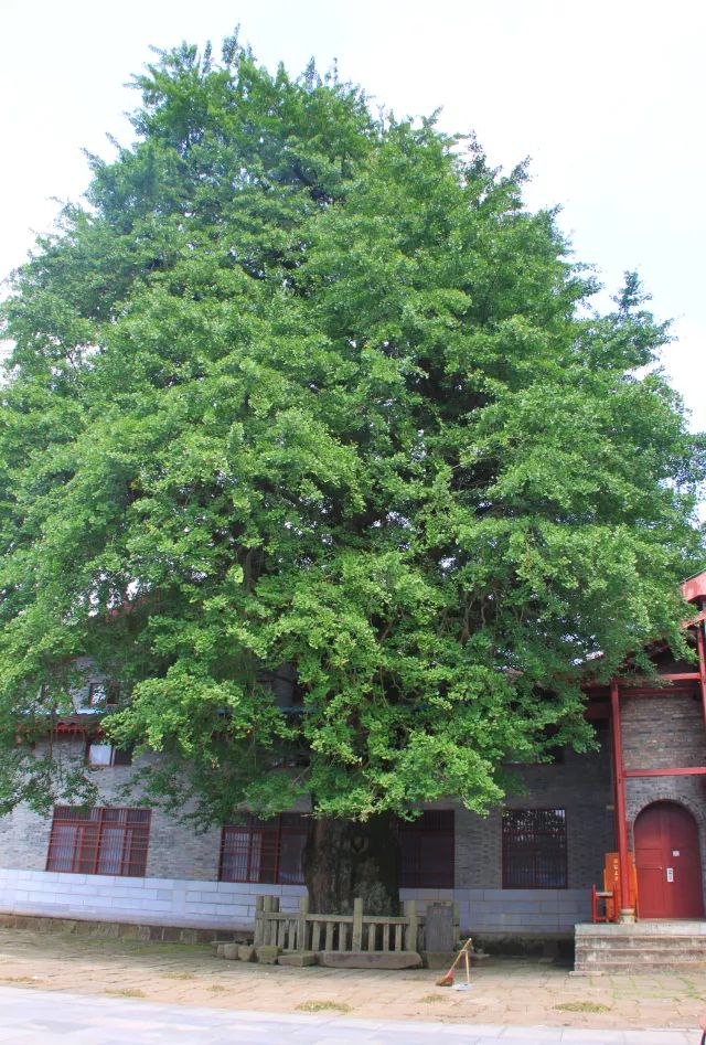 云居山真如禅寺银杏树图片