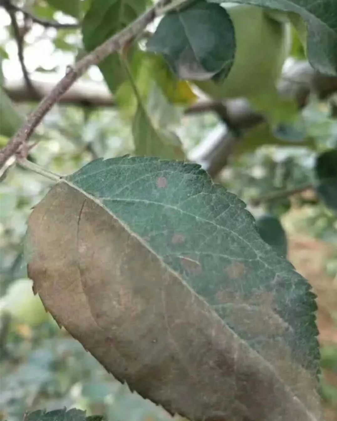 蘋果疫腐病發生與防治