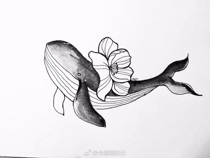 黑白针管笔画鲸鱼系列