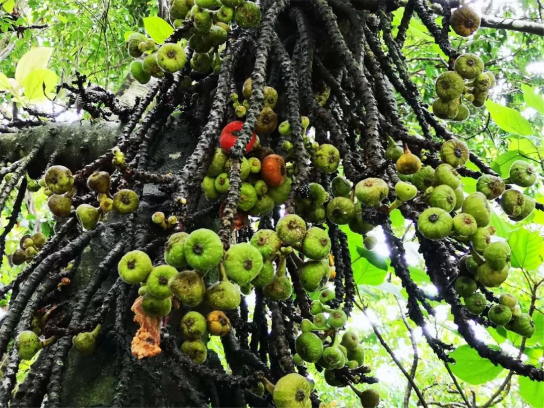 無花果▲旅人蕉▲金邊龍石蘭▲咖啡間種辣木實驗基地▲高山榕▲可可