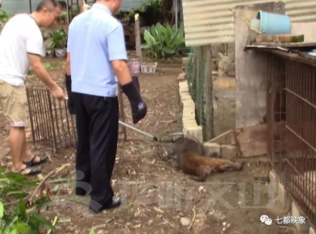 泼猴再次闯入富宁城区伤人闹事森林公安举起麻醉枪