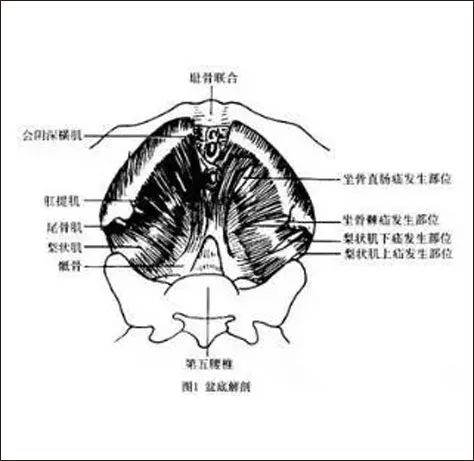 称尿生殖三角,为尿生殖膈所封闭,男性有尿道,女性有尿道和阴道通过