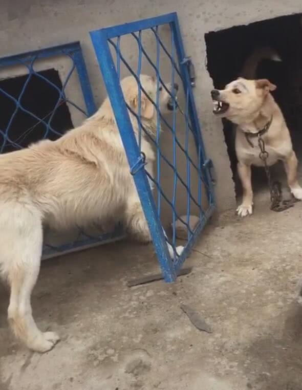 两只狗隔着铁门互怼太能装威武主人都摇头叹气