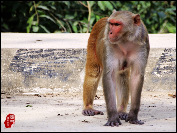 佛祖家的猴子,最后一只在冥想打坐【尼泊尔】