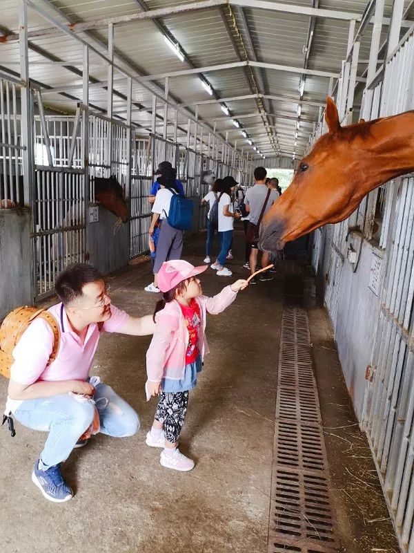 【128元】爱宝莉马术俱乐部石槽店暑期马术体验课,私人马术教练一对一