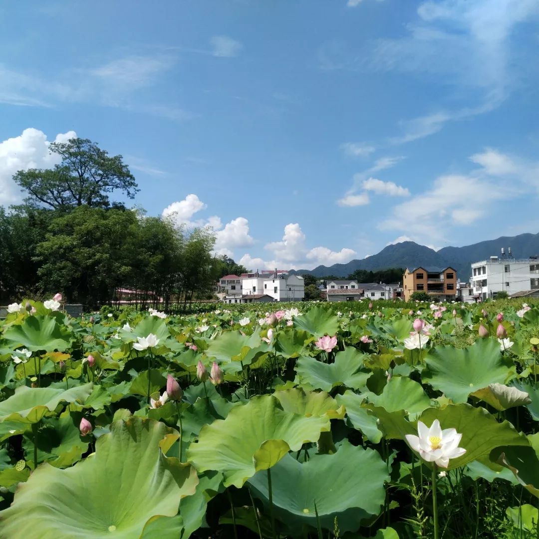 位于修水县黄港镇东部(往茅竹山林场方向,其中朗田村有荷花300多亩