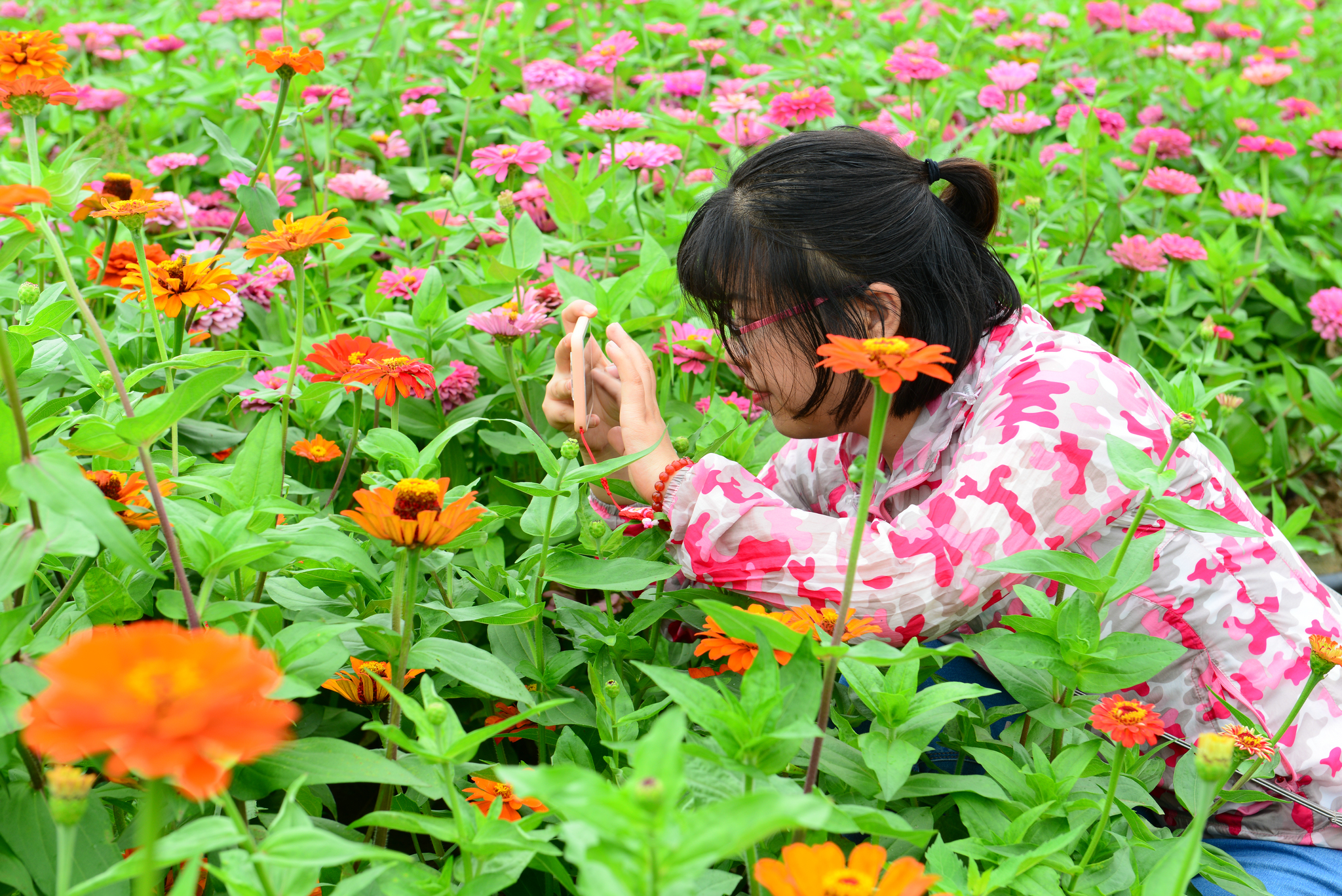 夏日浐灞现花海西安赏花不再远