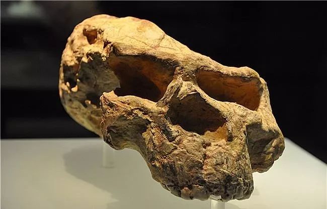 中国最早的猿人化石图片