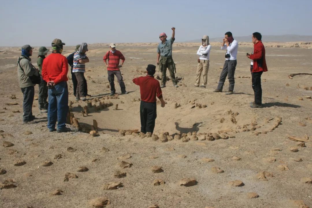 3800年前的神奇墓葬—太阳墓即使罗布泊里的生存之王—野骆驼,也