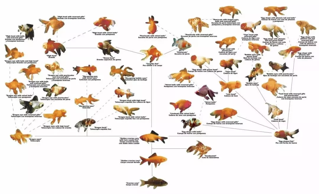 奇葩金鱼从哪里来它们已畸形到连祖先都不认得