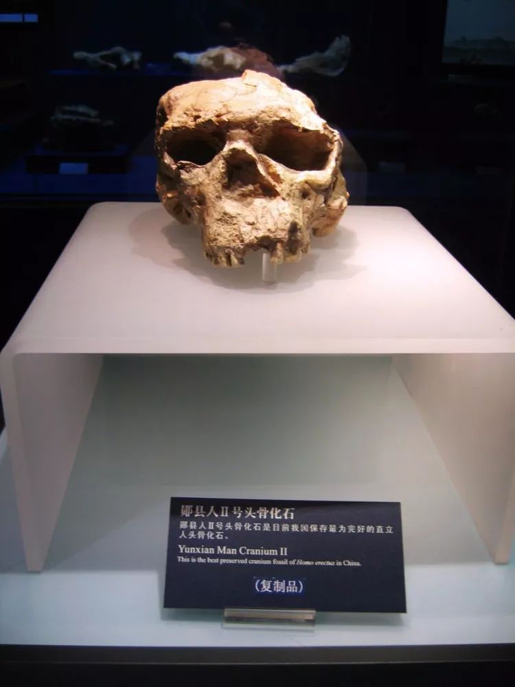 上海古猿人文化石图片