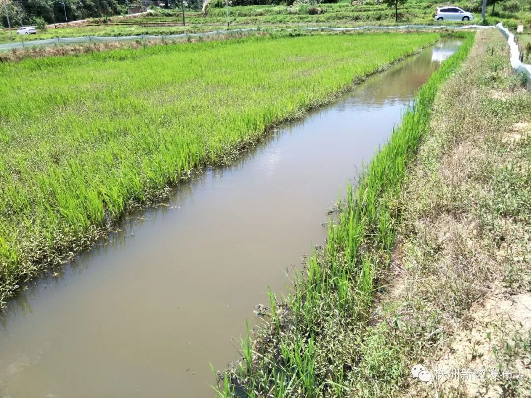 安徽合肥小龙虾养殖基地