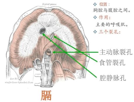 我们看上面这张图,膈肌上面有一个洞叫做食道裂孔