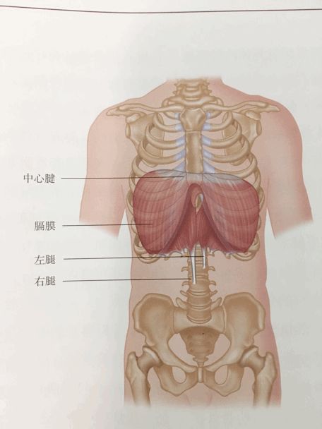 腹部膈肌的位置图片图片