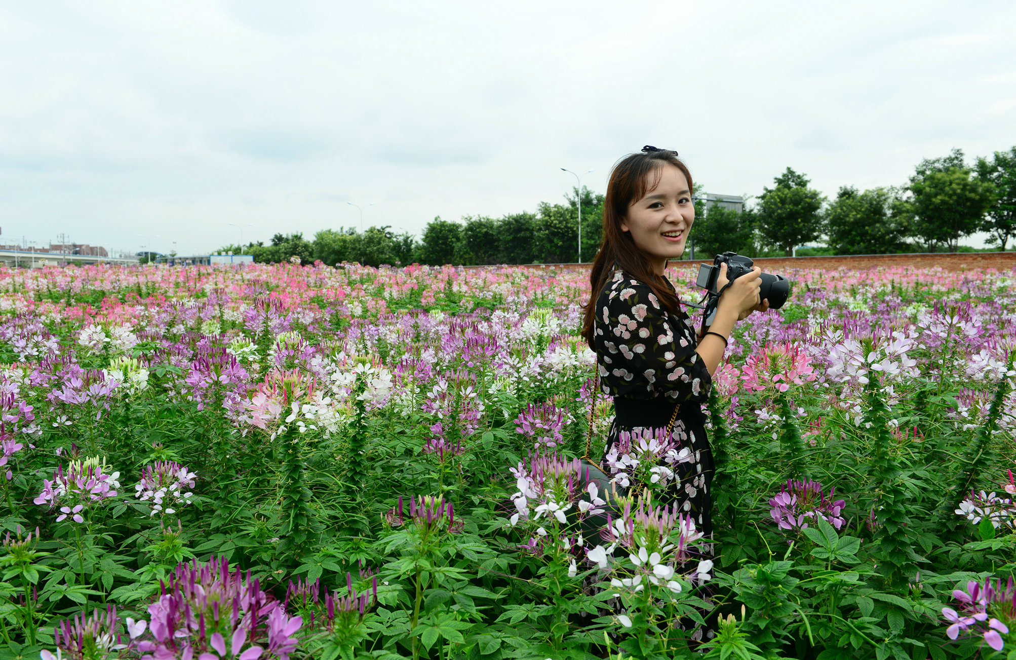 夏日滻灞現花海西安賞花不再遠